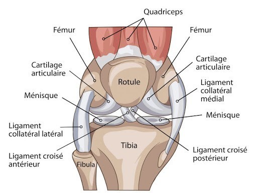 Anatomie du genou