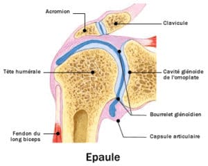 Anatomie de l’épaule