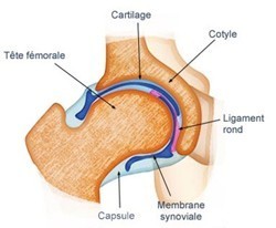 anatomie de la hanche